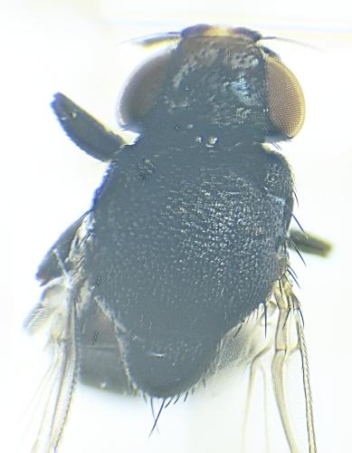 Polyodaspis ruficornis